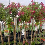 Vajgela kvetnatá (Weigela florida) ´BRISTOL RUBY´ - výška 110-120 cm, kont. C4L – NA KMIENKU